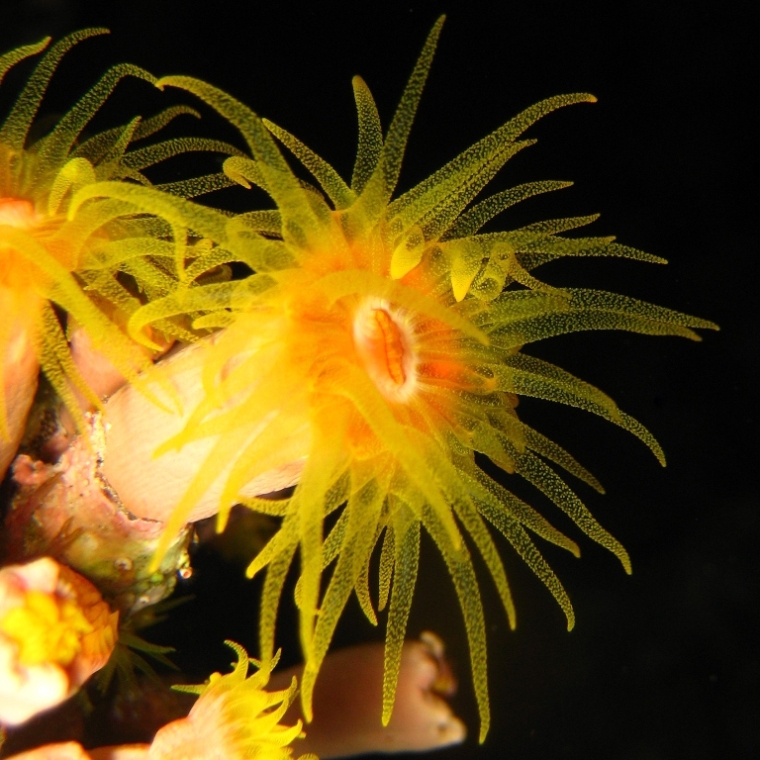 Солнечный коралл. Солнечный коралл.