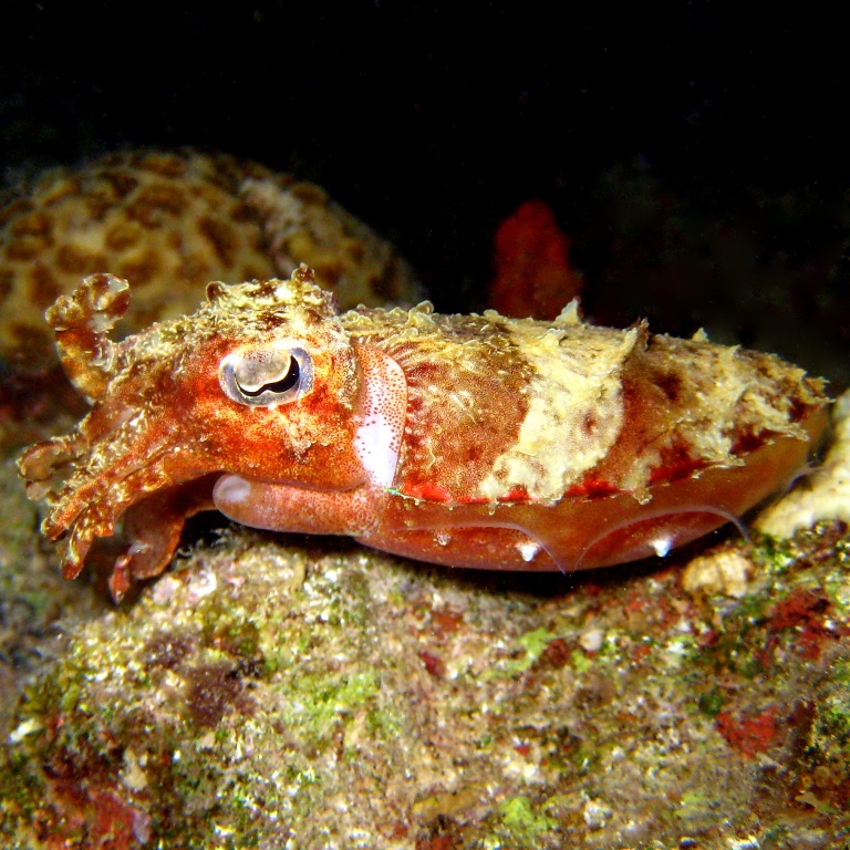 Каракатица Прашада. Каракатица Прашада.