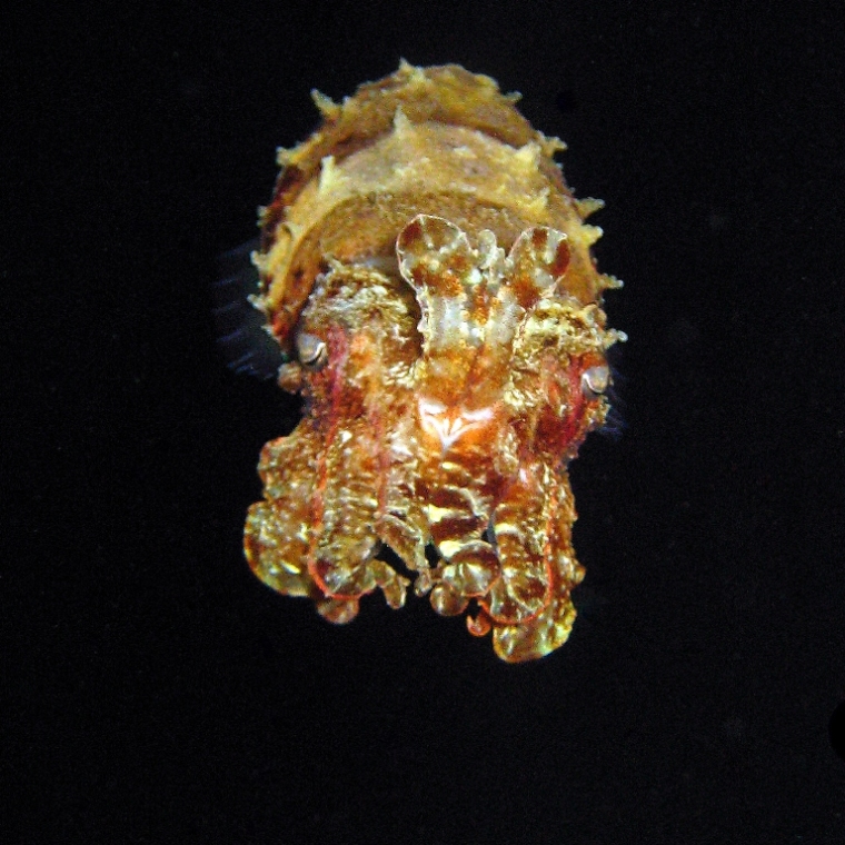 Каракатица Прашада. Каракатица Прашада.