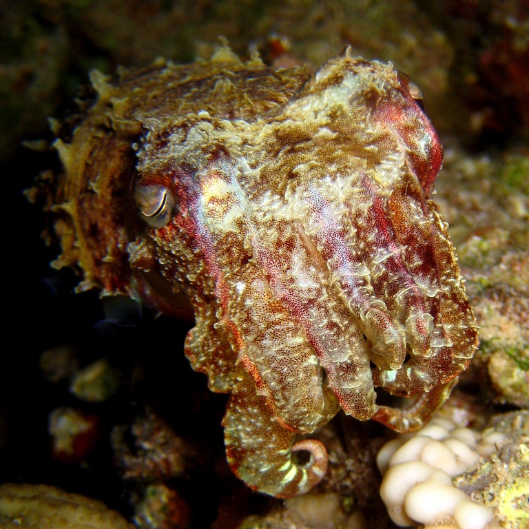 Каракатица Прашада. Каракатица Прашада.