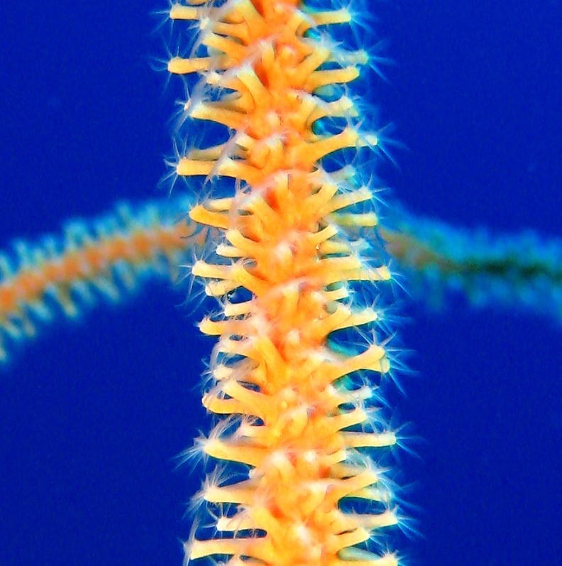 Плетевидный коралл. Плетевидный коралл.