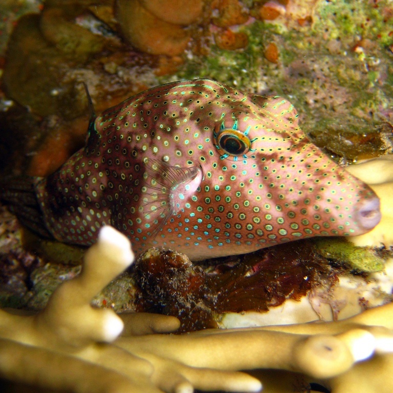 Карликовый иглобрюх. Карликовый иглобрюх.