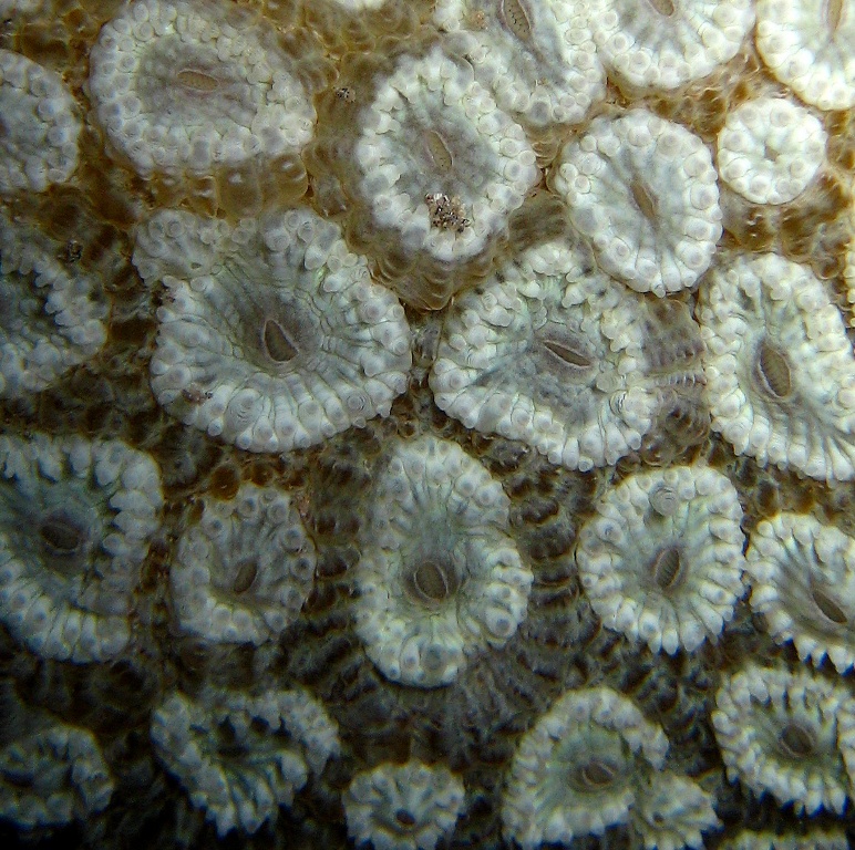 Жёсткий коралл. Жёсткий коралл.