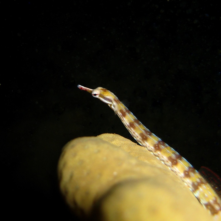 Рыба-игла. Рыба-игла.