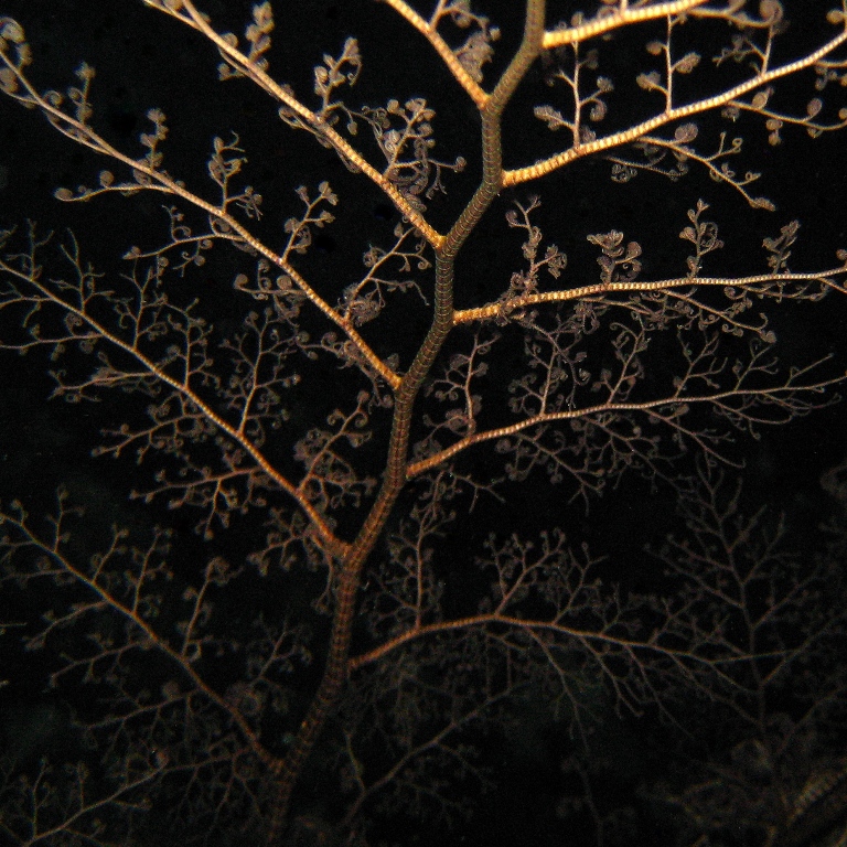 Офиура Горгоноцефал. Офиура Горгоноцефал.