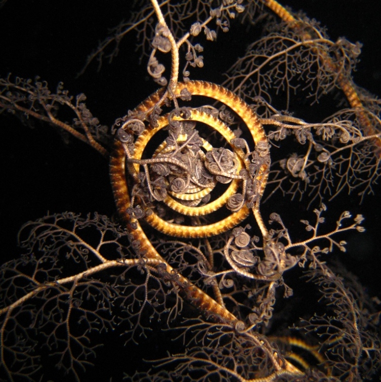 Офиура Горгоноцефал. Офиура Горгоноцефал.