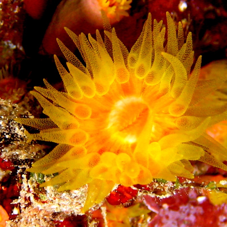 Солнечный коралл. Солнечный коралл.