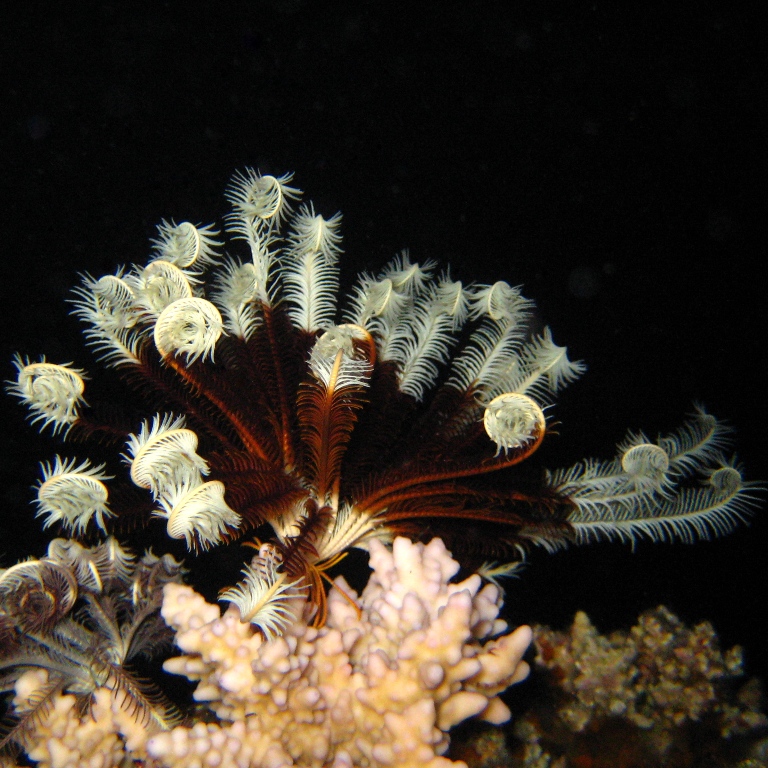 Морская лилия. Морская лилия.