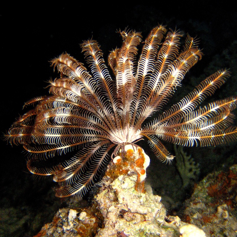 Морская лилия. Морская лилия.