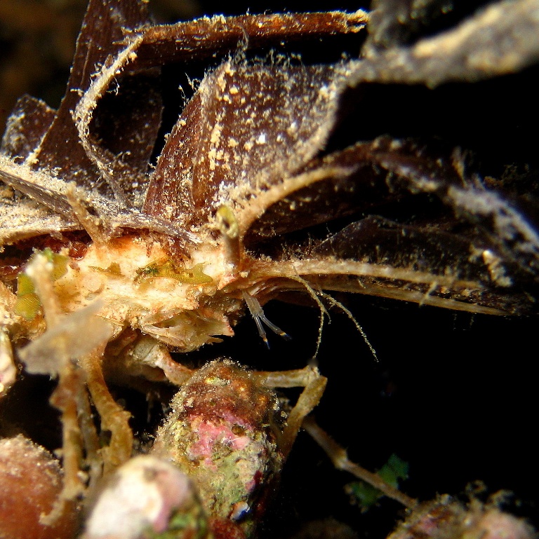 Шипастый краб. Шипастый краб.