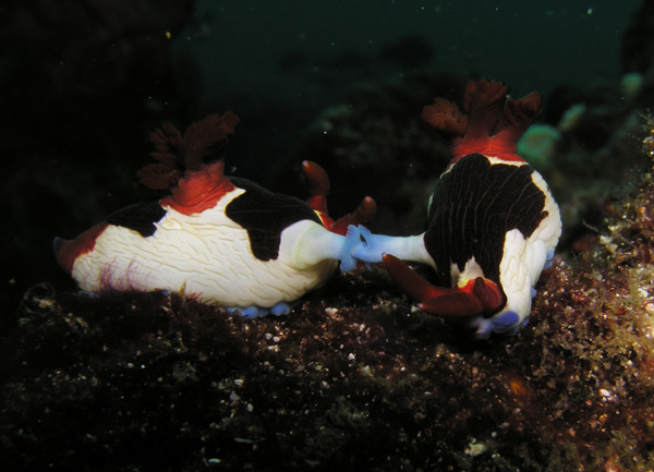 секас голожаберников секас голожаберников