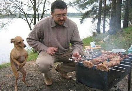 dog dog
