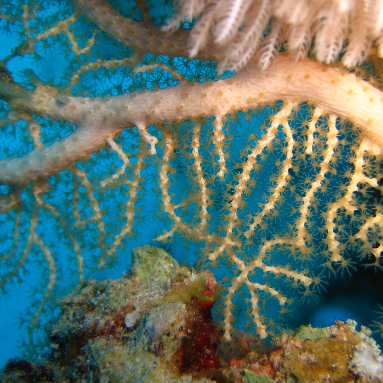 Горгонариевый мягкий коралл. Горгонариевый мягкий коралл.