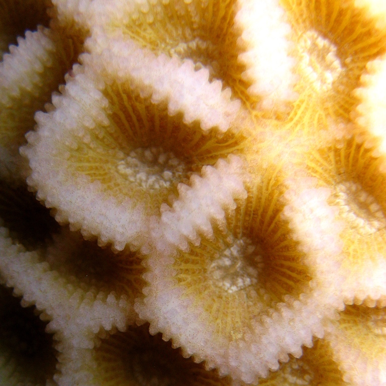 Жёсткий коралл. Жёсткий коралл.