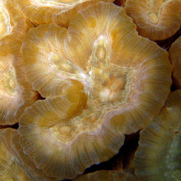 Жёсткий коралл ночью. Жёсткий коралл ночью.