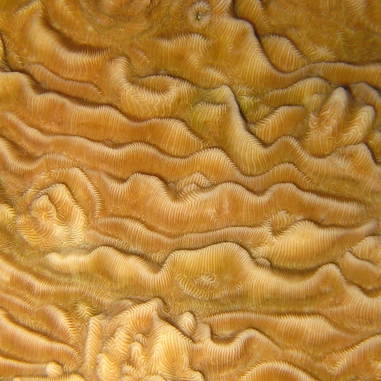 Жёсткий коралл. Жёсткий коралл.