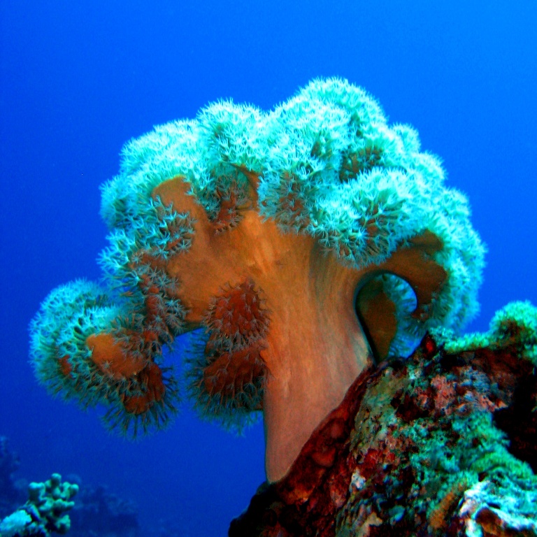 Кожистый коралл. Кожистый коралл.