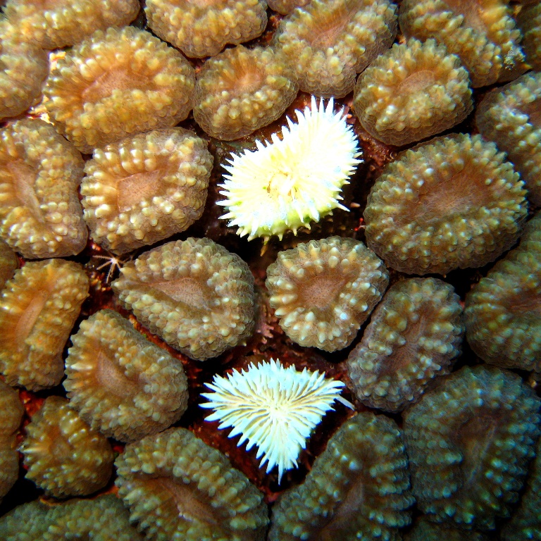 Жёсткий коралл. Жёсткий коралл.