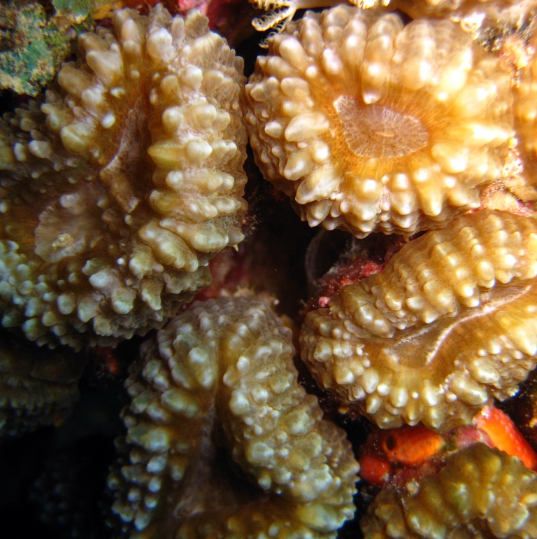 Жёсткий коралл. Жёсткий коралл.