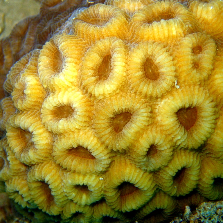 Жёсткий коралл. Жёсткий коралл.