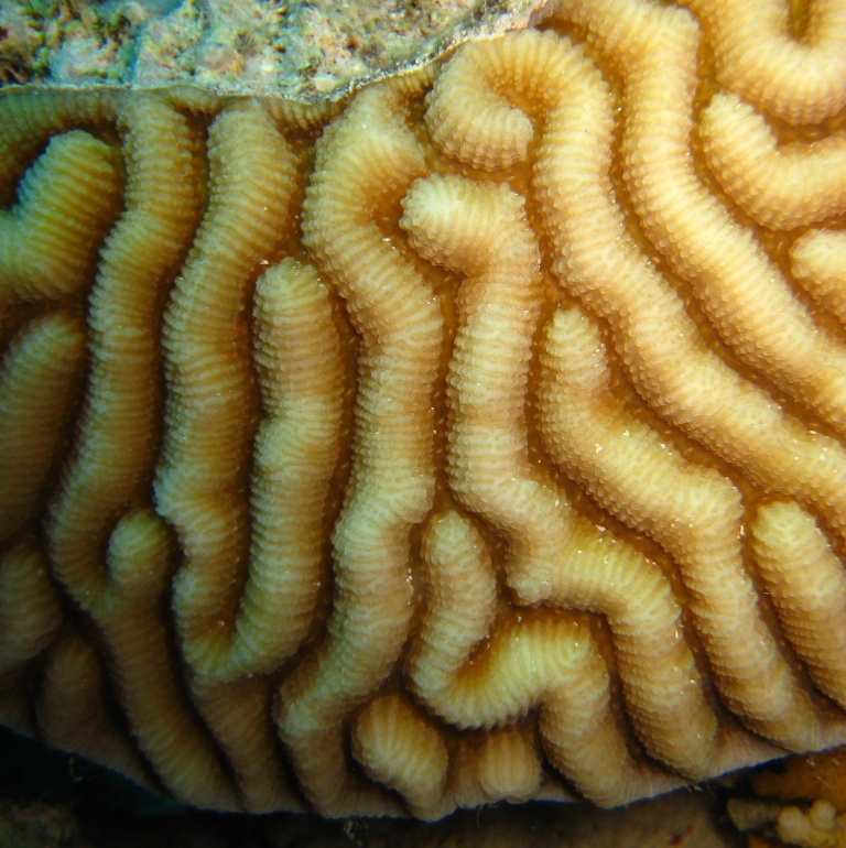 Жёсткий коралл. Жёсткий коралл.