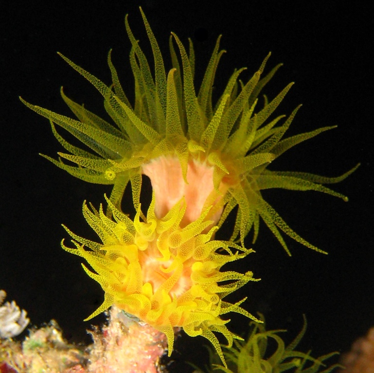 Солнечный коралл. Солнечный коралл.