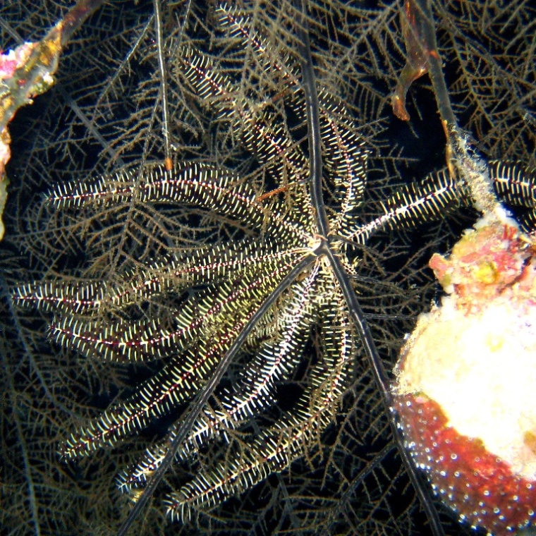 Caves, Десятилучевая лилия. Caves, Десятилучевая лилия.