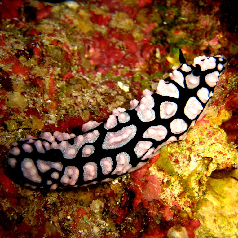 Голожаберный моллюск. Голожаберный моллюск.