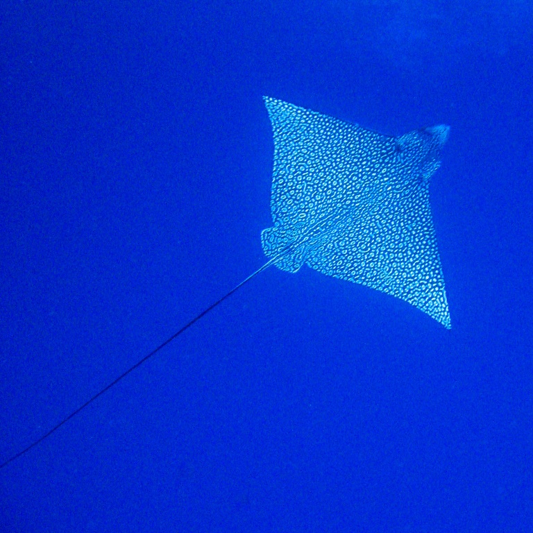 Скат-орляк. Скат-орляк.