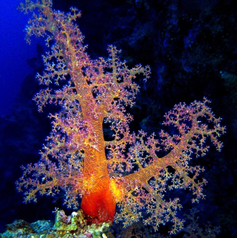 Альционария. Альционария.