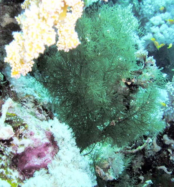 Ёлка??? Ёлка???