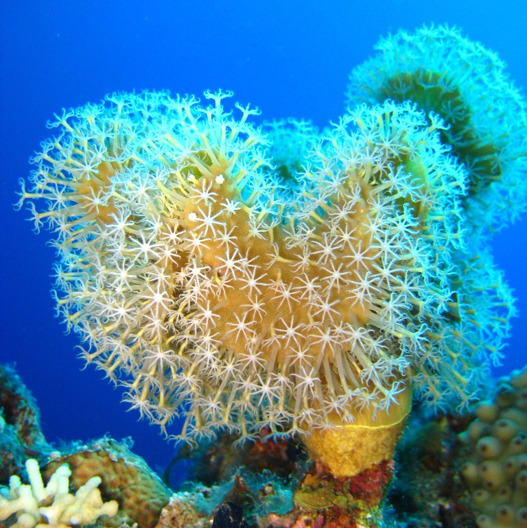 Кожистый коралл.