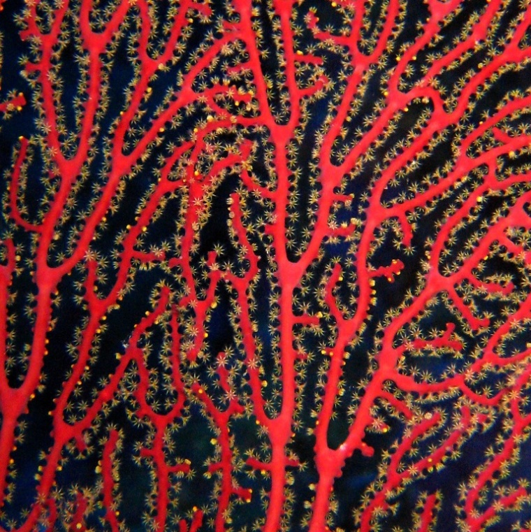 Горгонариевый мягкий коралл. Горгонариевый мягкий коралл.