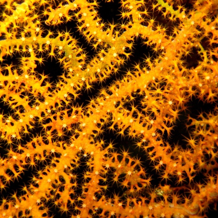 Горгонариевый мягкий коралл. Горгонариевый мягкий коралл.