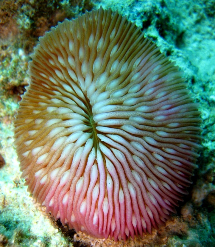Грибовидный коралл. Грибовидный коралл.