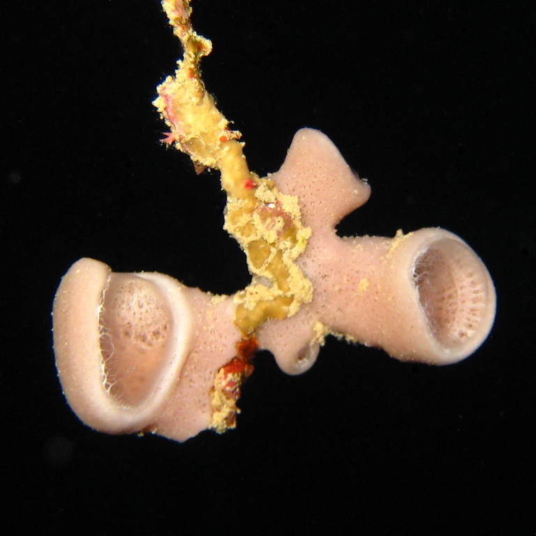 Трубчатая губка.