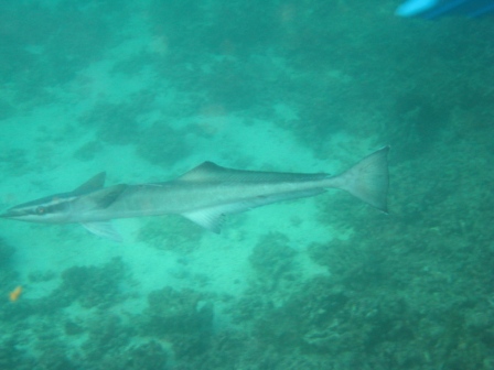 прилипала прилипала