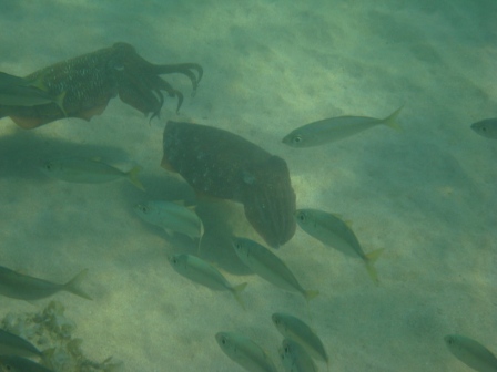 каракатицы каракатицы