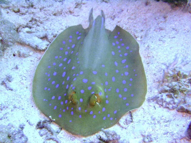 Уронили рыбку на пол, оторвали рыбке... хвост... Уронили рыбку на пол, оторвали рыбке... хвост...