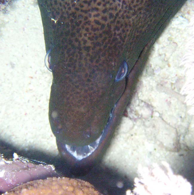 В джунгли пришшшшла великая суууушшшшшь..... В джунгли пришшшшла великая суууушшшшшь.....