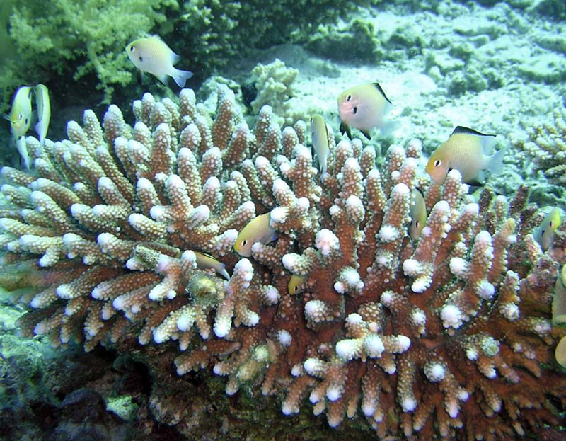 Спасайся, кто может!!! Спасайся, кто может!!!