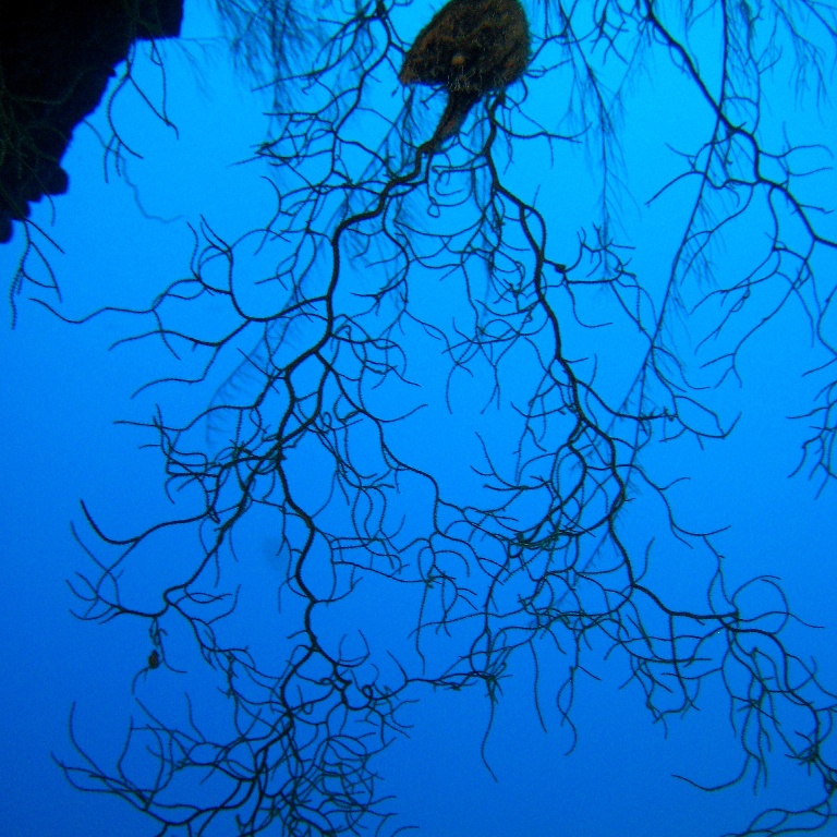 Мягкий коралл.