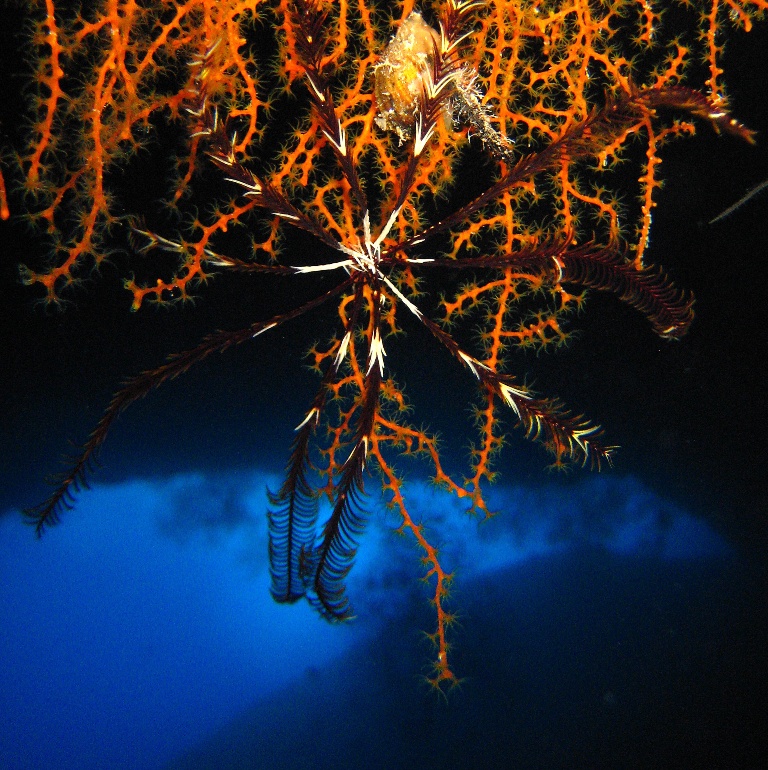 Дахаб, дайвсайт Caves. Десятилучевая морская лилия на кусте мягкого коралла. Дахаб, дайвсайт Caves. Десятилучевая морская лилия на кусте мягкого коралла.