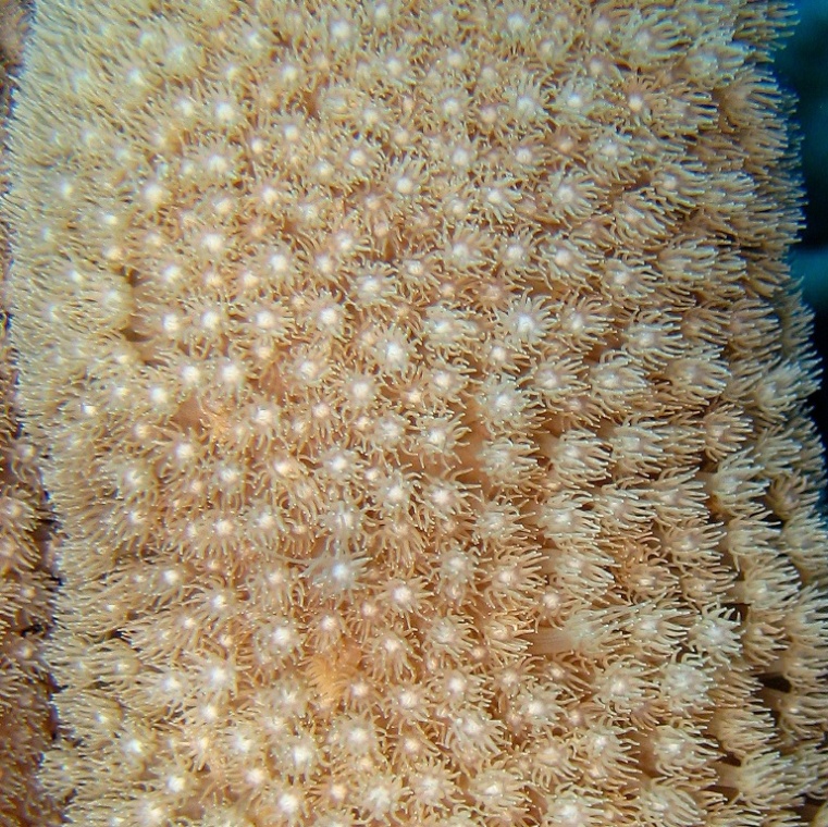 Твёрдый коралл. Твёрдый коралл.