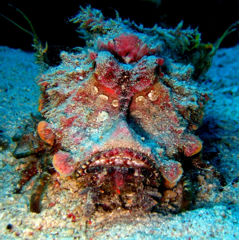 Нитепёрый морской дракон. Нитепёрый морской дракон.