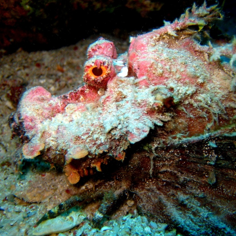 Нитепёрый морской дракон.