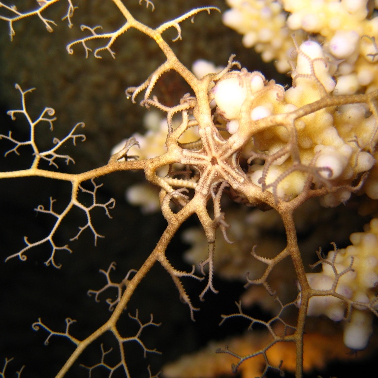 Молодая офиура Горгоноцефал.