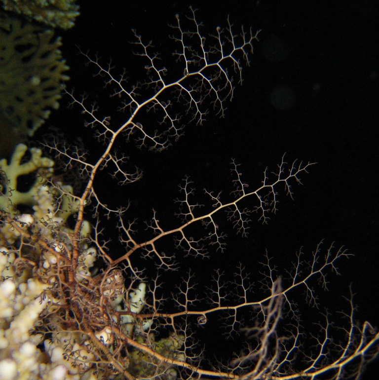 Молодая офиура Горгоноцефал. Молодая офиура Горгоноцефал.