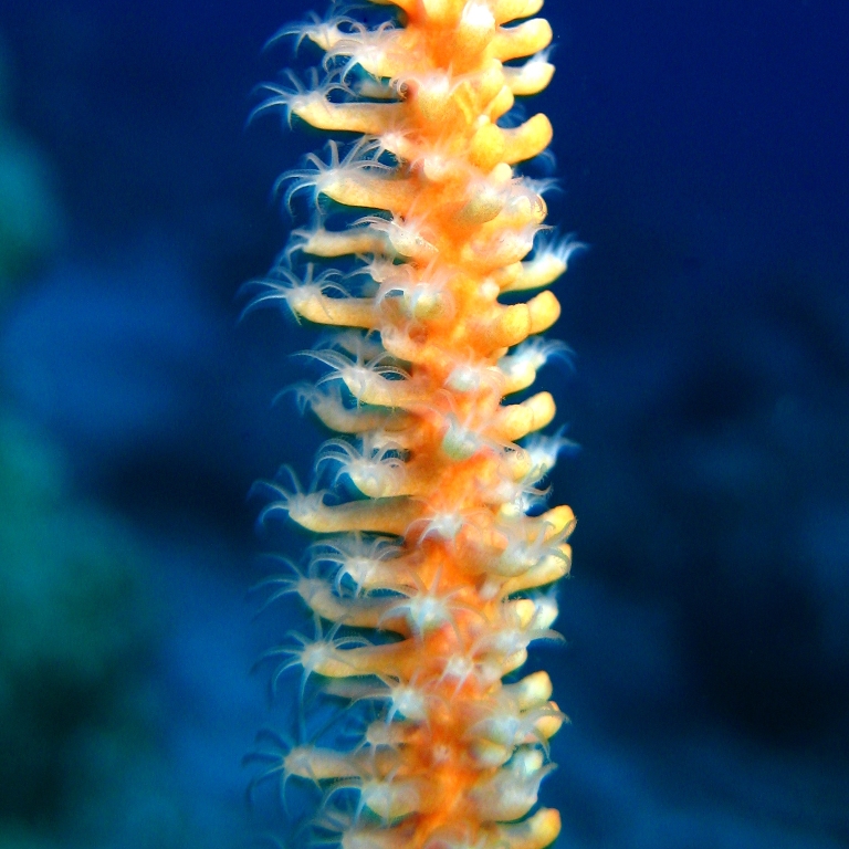 Коралл-хлыст. Коралл-хлыст.