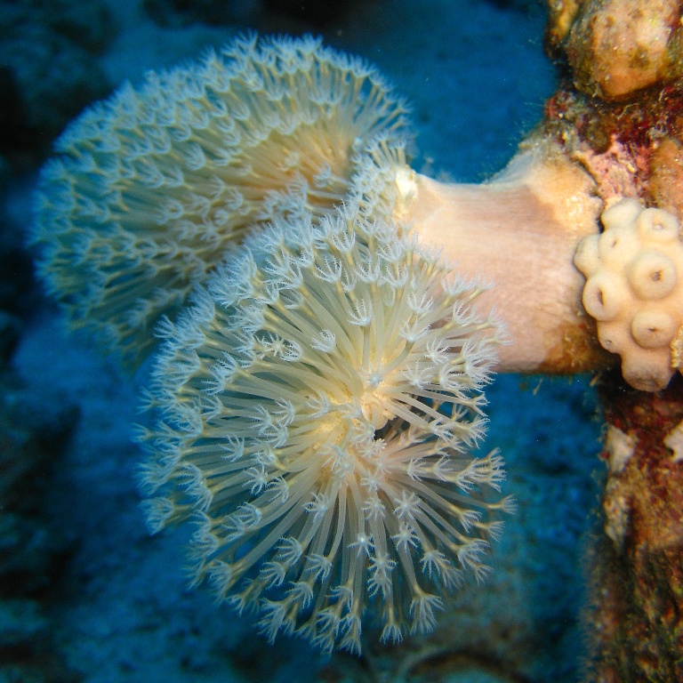 Кожистый коралл. Кожистый коралл.